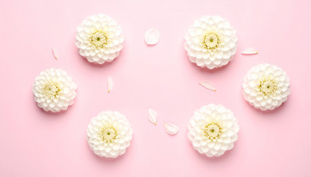 Flowers composition. Frame made of white dahlia flowers on pink background. Flat lay, top view, copy spaceの素材