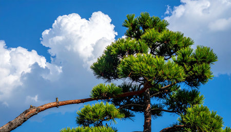 Pine tree against the blue sky with white clouds, Thailand.の素材