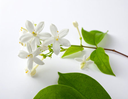White jasmine flowers with green leaves isolated on white background.の素材