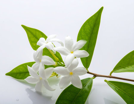 Jasmine flower isolated on white background. (Jasminum)の素材