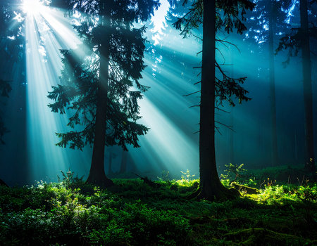 Mysterious dark forest with sun rays and fog. HDR imageの素材