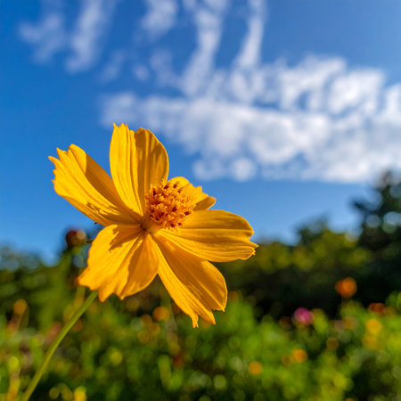 Yellow cosmos flower with blue sky and white clouds in the background.の素材