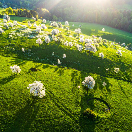 Aerial view of white blooming trees on green meadow in spring.の素材