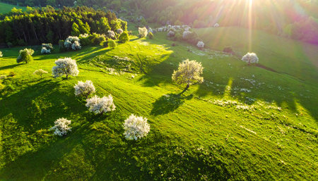 Aerial view of blooming apple trees on green meadow. Spring landscapeの素材