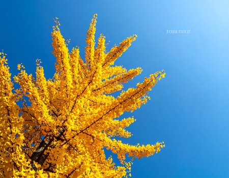 Ginkgo biloba leaves in autumn season with blue sky backgroundの素材