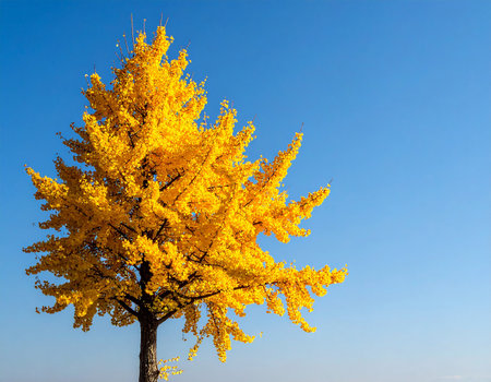 Ginkgo biloba tree in autumn colors on blue sky backgroundの素材