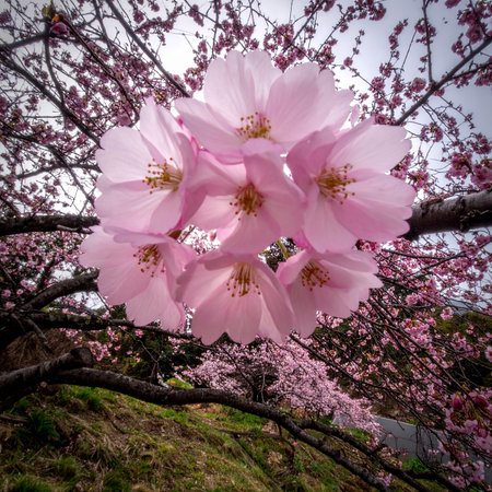 cherry blossom in the garden, sakura in spring seasonの素材
