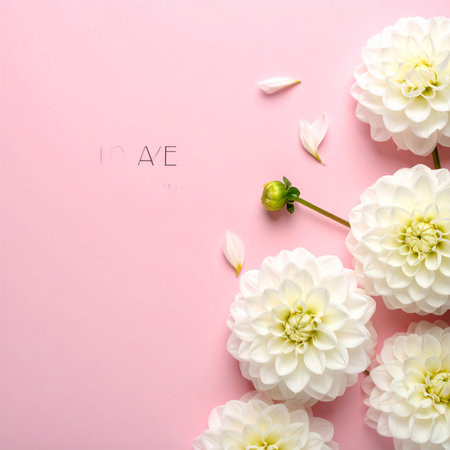 White dahlia flowers on pink background. Flat lay, top viewの素材