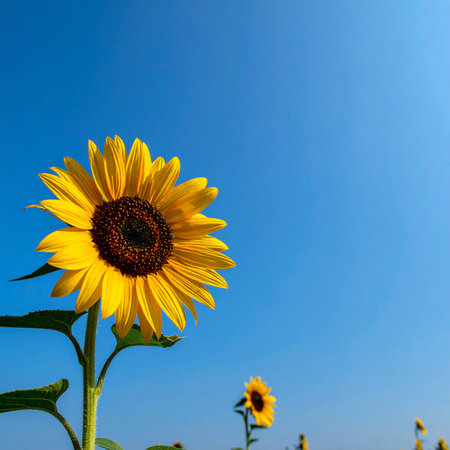 Sunflower with blue sky background, Sunflower blooming in the fieldの素材
