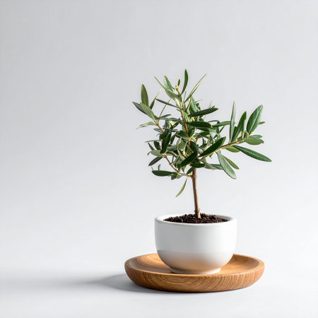 Olive tree in a white pot on a wooden stand. White backgroundの素材