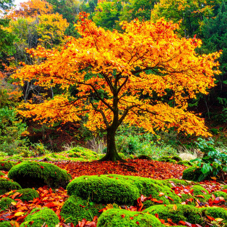 Autumn leaves and tree in the Japanese garden, Tokyo, Japanの素材