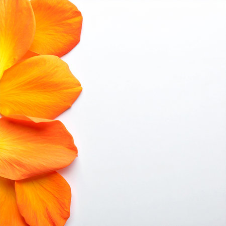 Orange petals on white background, closeup. Space for textの素材