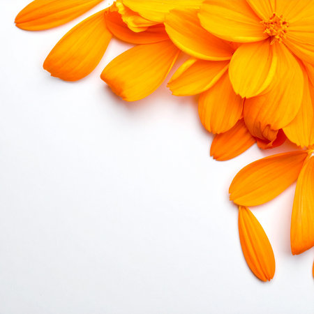 Calendula flower petals on white background with copy space.の素材