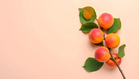 Fresh apricots with green leaves on color background, top viewの素材