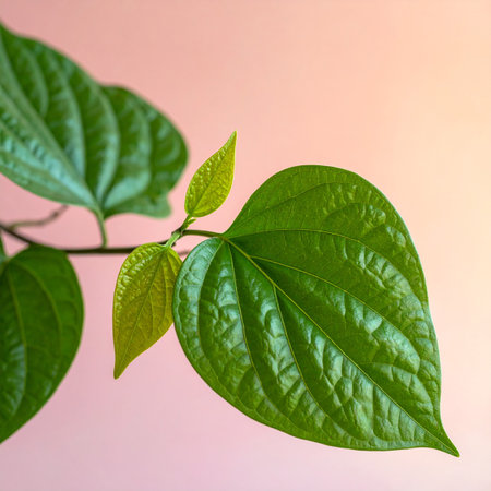 Close up of green betel leaf on pink background with copy spaceの素材