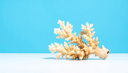 White coral on a blue background. Copy space for the text.の素材