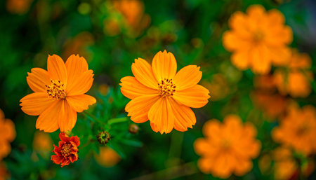 Cosmos flowers in the garden, Thailand. (Selective focus)の素材