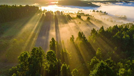 Aerial view of foggy forest with sunbeams in morningの素材