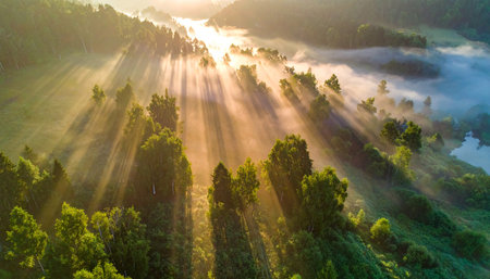 Aerial view of foggy morning in the forest with sunbeamsの素材
