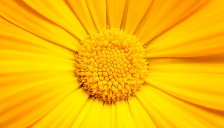 Close up of yellow daisy flower petals, natural background.の素材