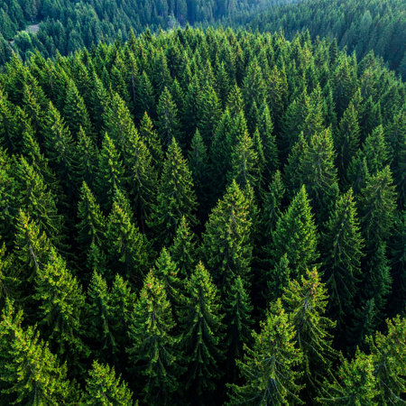 Expansive aerial view of a dense green forest with many evergreen trees stretching into the distance.の素材