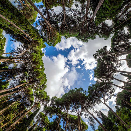 Looking up through tall cypress trees forming a heart shape against a blue sky. Clear details and vibrant col...の素材