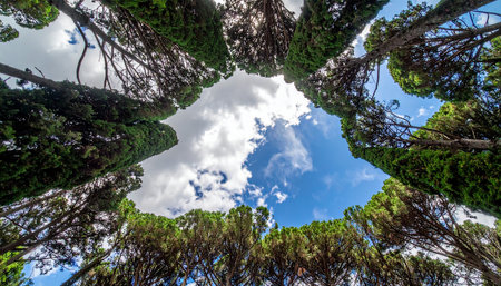 Tall cypress trees create a natural frame looking up at a blue sky with white clouds.の素材