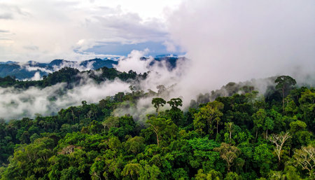Aerial view of a misty rainforest with dense green trees and clouds. Clear details and vibrant colors enhance...の素材
