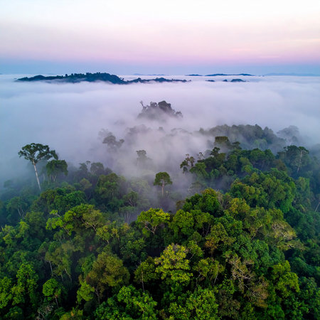 Sunrise over a misty rainforest canopy with a colorful sky. Clear details and vibrant colors enhance visual a...の素材