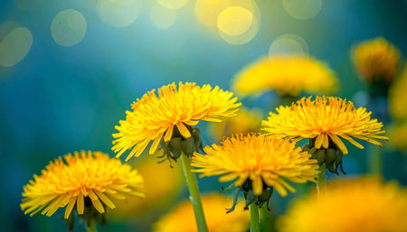 Photo showing vibrant yellow dandelion blooms in soft focus with blue and yellow bokeh background keywords:...の素材