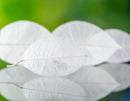 Translucent white skeleton leaves with fine veining are lined up on a reflective surface.の素材