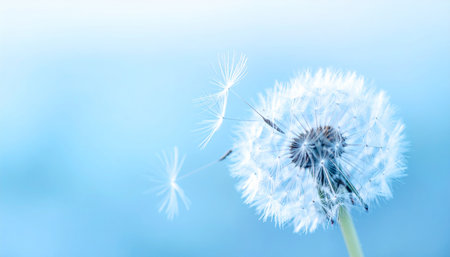 Macro shot of a dandelion seed head with seeds floating away in soft blue light. Clear details and vibrant co...の素材