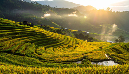 Golden rice terraces on a mountain slope illuminated by sunrise and mist. Clear details and vibrant colors en...の素材