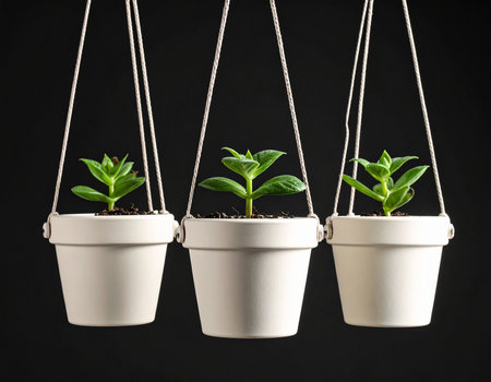 Image showing three small white hanging pots with young succulent plants on a dark background. High...の素材