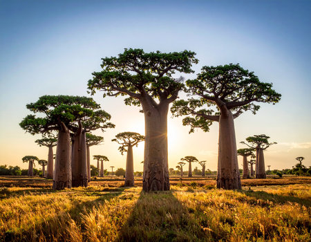 Dusk showing avenue of baobabs in madagascar at sunset with warm light and long shadows keywords: avenue of...の素材