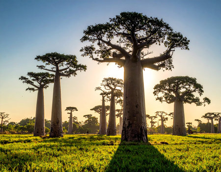 A vibrant green grass field stretches towards the iconic Avenue of Baobabs trees under bright sunlightの素材