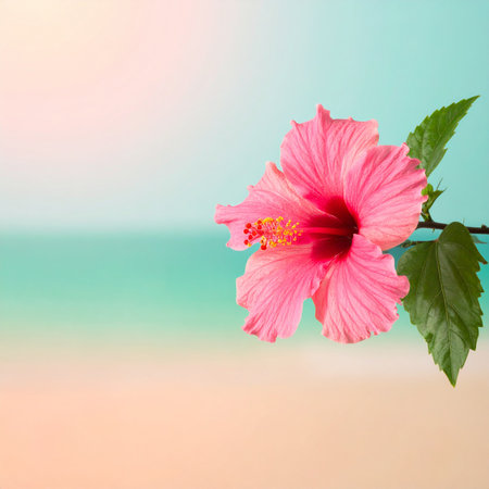 Pink hibiscus flower on the beach with copy space.の素材