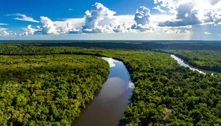 Aerial view of mangrove forest with river and blue skyの素材