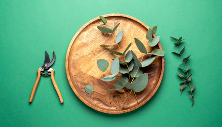 Gardening shears and eucalyptus branches are laid on a wooden plate against a green backgroundの素材