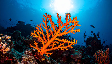 An orange coral branch stands out against the deep blue ocean with sunlight filtering from above.の素材