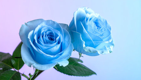 Two light blue roses with green leaves against a soft pink and blue gradient backgroundの素材