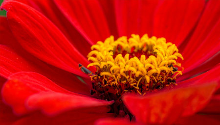 Natural showing extreme macro view of a red zinnia flower center and petals keywords: flower, zinnia, red, bloom, blossom, petal, yellow, center,...の素材