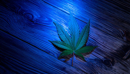 A single green cannabis leaf rests on a dark wooden surface, illuminated by dramatic blue lighting.の素材