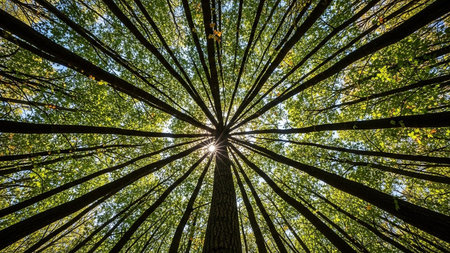 A low-angle view looking straight up through a dense forest with tall trees and a vibrant green canopy, sunlight filtering through the leaves.の素材