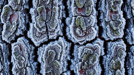 Detailed macro shot of rough tree bark covered in frost and patches of green moss.の素材