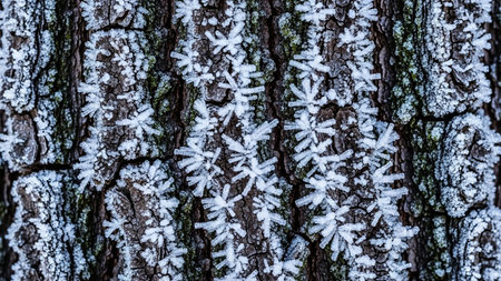 Detailed showing close up of frost crystals forming star shapes on tree bark keywords: frost, ice, crystals,...の素材