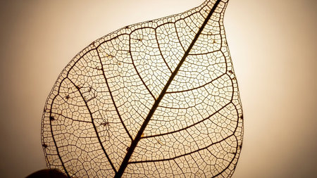 A detailed macro view of a translucent leaf skeleton, showcasing its intricate vein patterns illuminated from behind with warm golden light,...の素材
