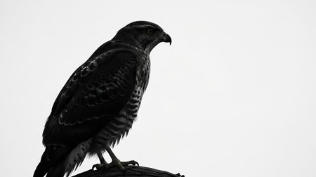 A black and white close-up of a hawk perched on a branch, looking to the side with sharp detail.の素材