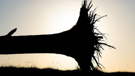 Uprooted tree silhouette with exposed roots against a bright, hazy sky at sunrise or sunset.の素材