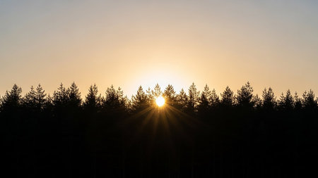 The sun bursts through a silhouette of a dense pine forest, creating dramatic light rays.の素材